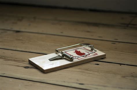Two qualities that we strive to always improve on a regular day-to-day basis. . Best mouse trap